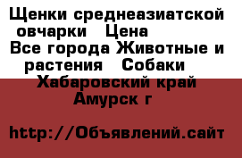 Щенки среднеазиатской овчарки › Цена ­ 20 000 - Все города Животные и растения » Собаки   . Хабаровский край,Амурск г.